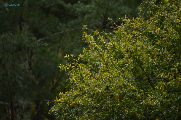 40年罕見具有光圈的反射鏡【OHNAR 300mm F5.6-16 Reflex Mirror】