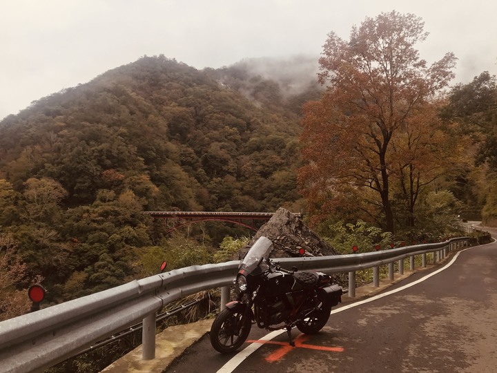 尖頭鰻的羅馬假期