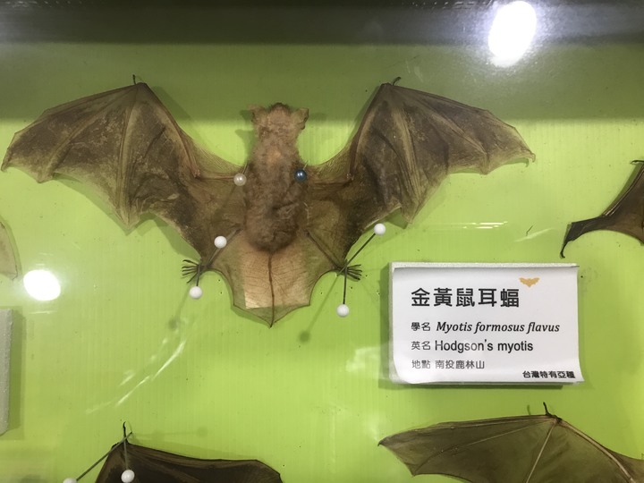 一年跑四萬七千公里 老屁股亂數環島－－紅香溫泉、黃金蝙蝠、田中廟、武潭佳興泰武