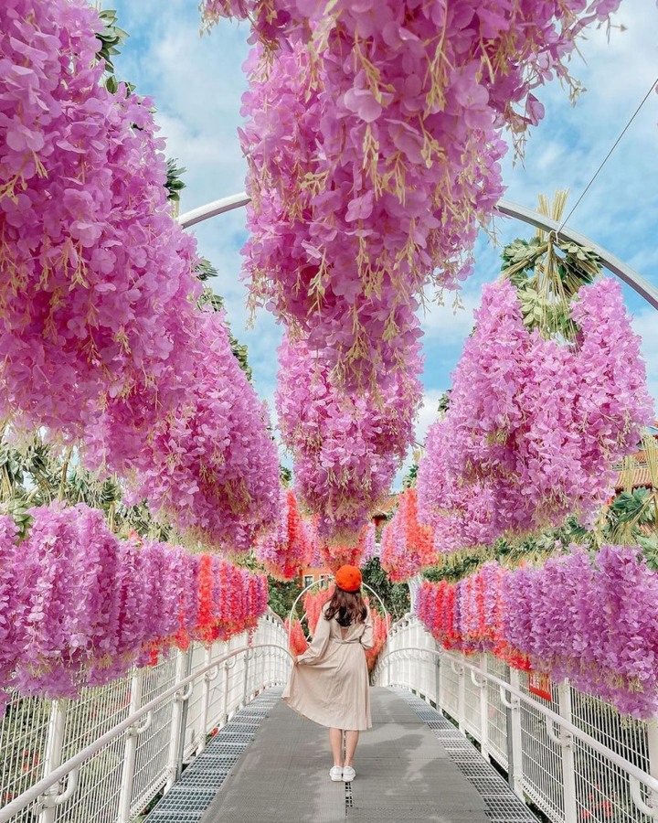 彰化天空步道掛上新佈景！流蘇瀑布般紫藤花仙氣十足