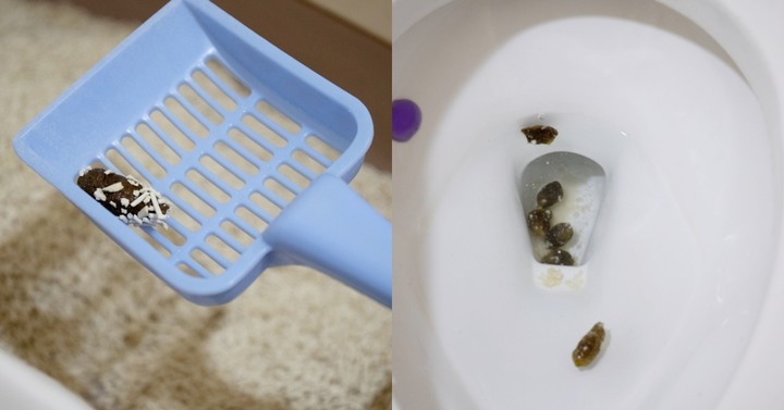 貓老闆-豆腐砂系列 直接換用沒問題,貓益生菌-提供給貓主子吃的益生菌