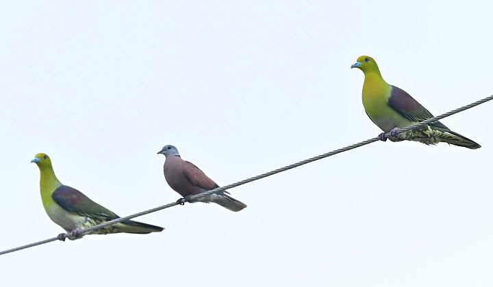 Z7II+Z6記錄到46隻(事實有50隻)綠鳩群聚