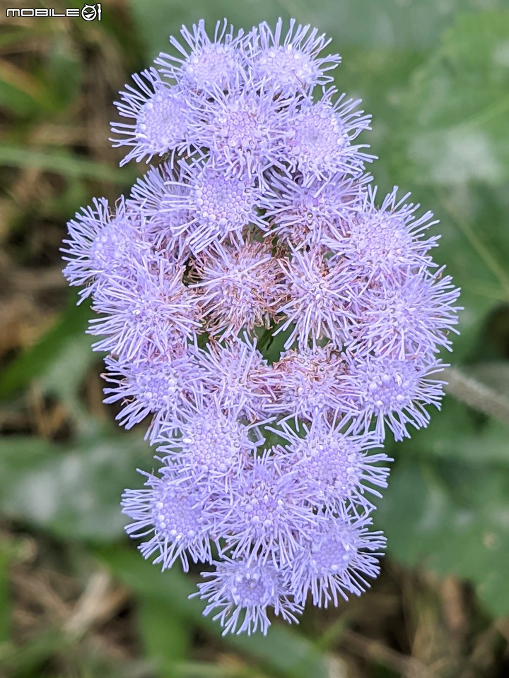 白雪木+紫花霍香薊 台南市山上區水道博物館 12/17