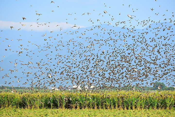 數千隻麻雀密集感PK：Z fc+18-140mm Z vs. Z7II+600mm+1.4X。