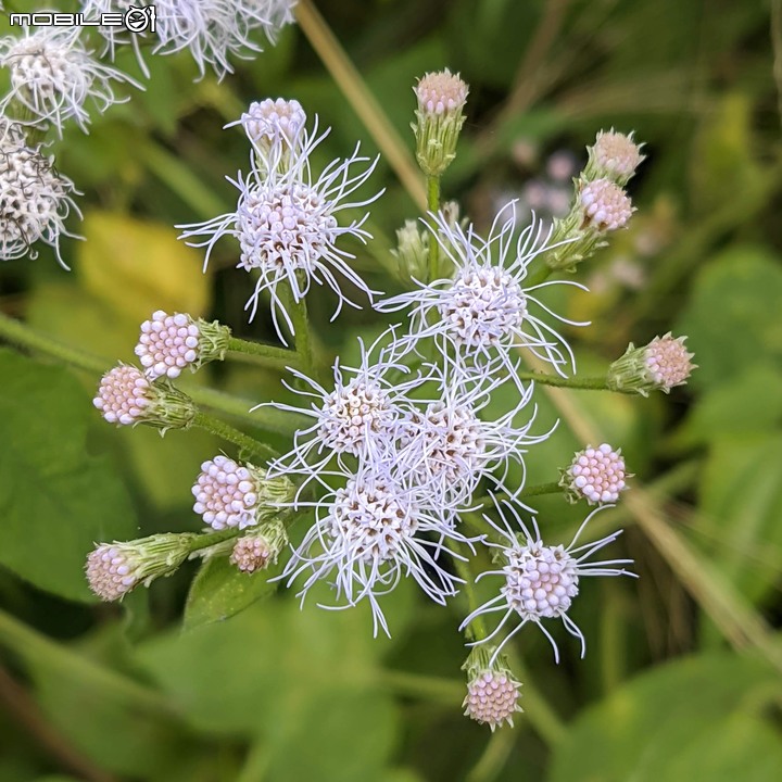 香澤蘭 台南市山上區市道178甲線 12/19