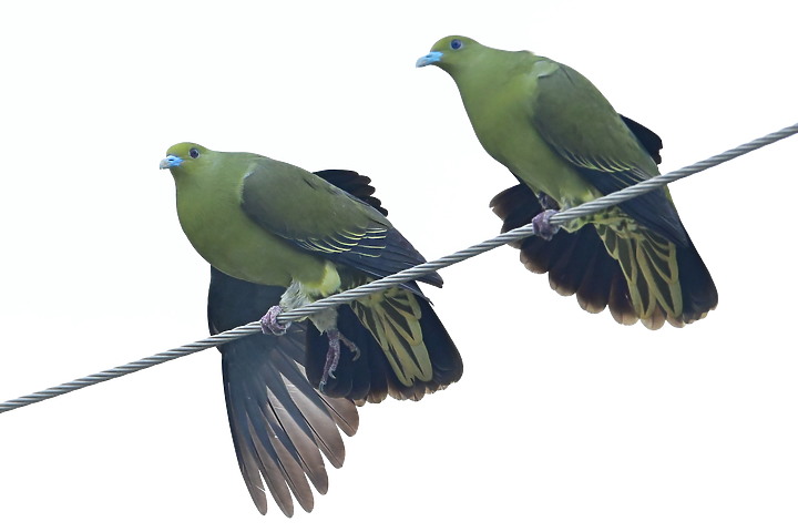 Z7II+Z6記錄到46隻(事實有50隻)綠鳩群聚