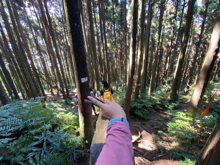 苗栗南庄|向天湖山O形縱走,蓊鬱的柳杉林,優美林相讓人著迷