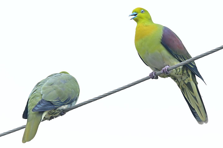 Z7II+Z6記錄到46隻(事實有50隻)綠鳩群聚