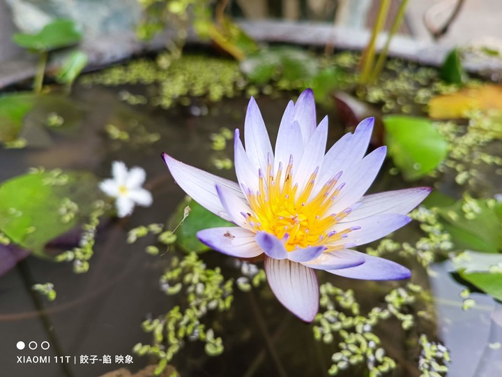 [ 開箱 - 小米系列8 ] XIAOMI 11T 5G 影音級的專業手機