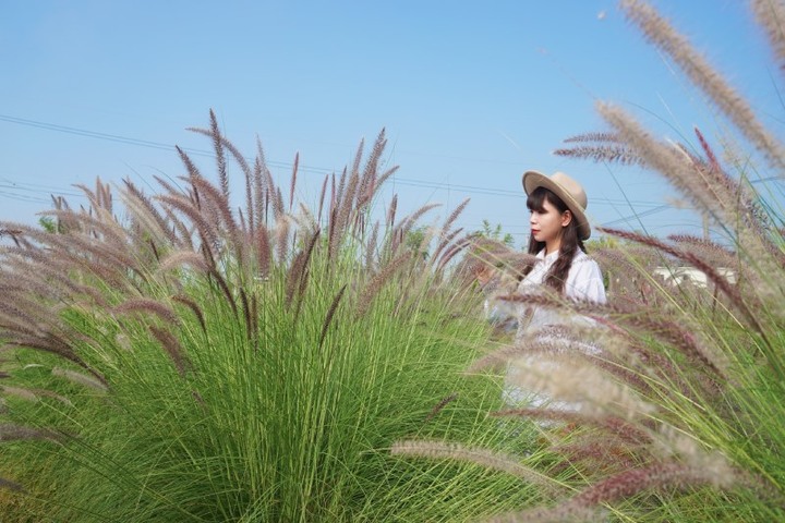 彰化「董家花田」新樣貌!12/4開園搶拍繽紛花海、摩艾石像