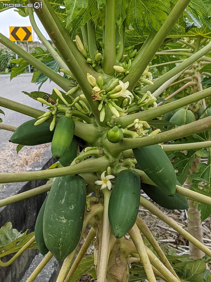 馬利筋 台南市佳里區蕭壠文化園區 12/25