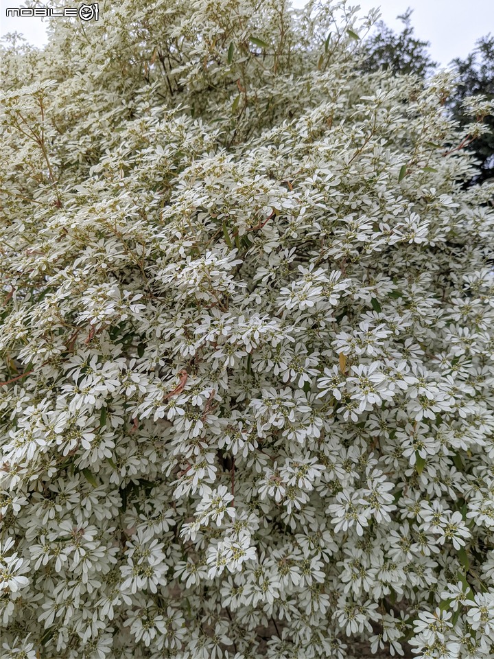 白雪木+紫花霍香薊 台南市山上區水道博物館 12/17