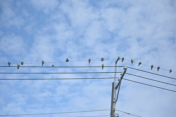 Z7II+Z6記錄到46隻(事實有50隻)綠鳩群聚