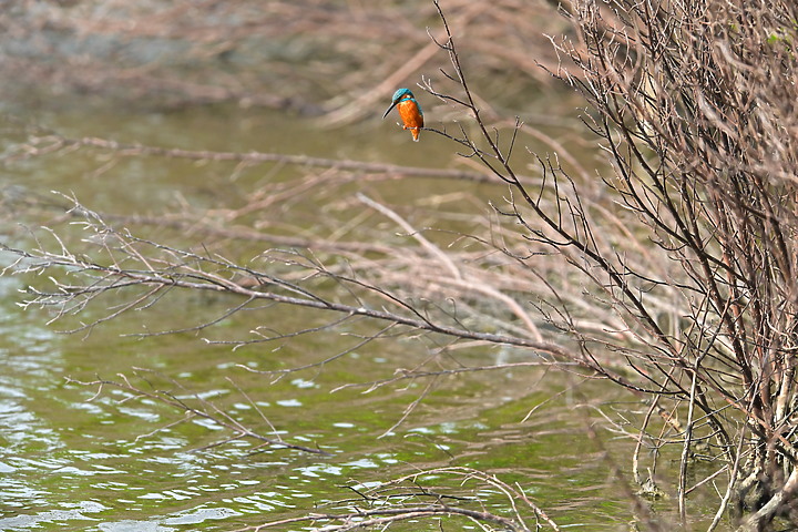 點我看大圖 德國人以照片資料算出Nikon 800mmPF最大光圈可能是F6.3,若是如此,真是好消息。
