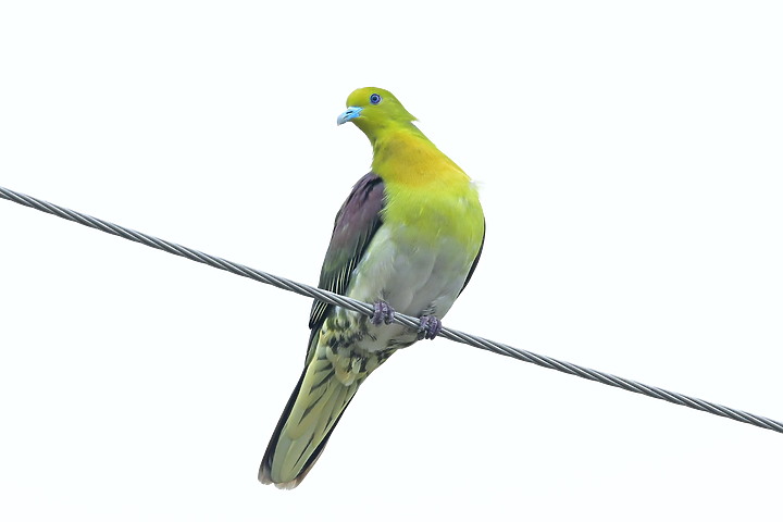 Z7II+Z6記錄到46隻(事實有50隻)綠鳩群聚