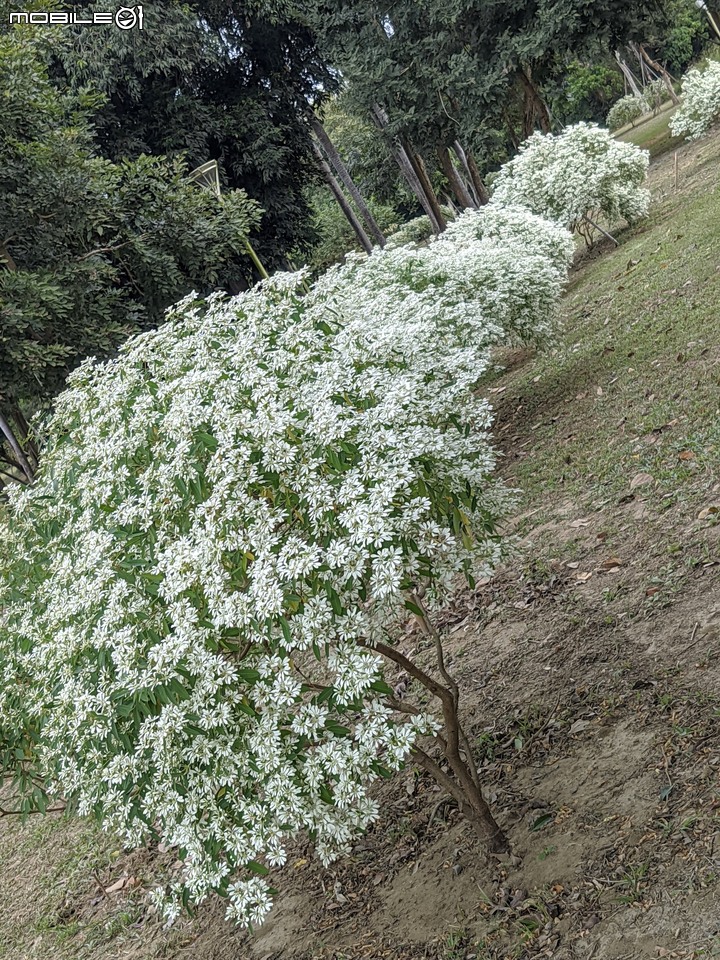 白雪木+紫花霍香薊 台南市山上區水道博物館 12/17