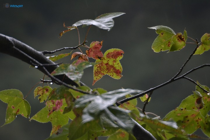 40年罕見具有光圈的反射鏡【OHNAR 300mm F5.6-16 Reflex Mirror】