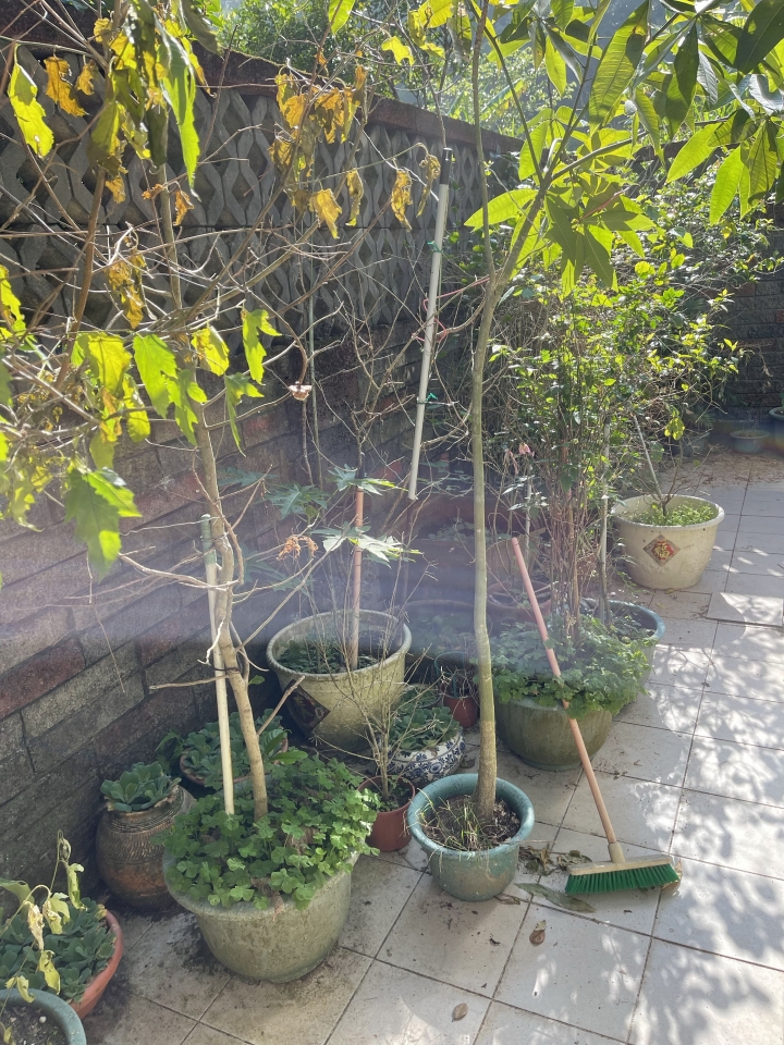<桃園>贈送盆栽