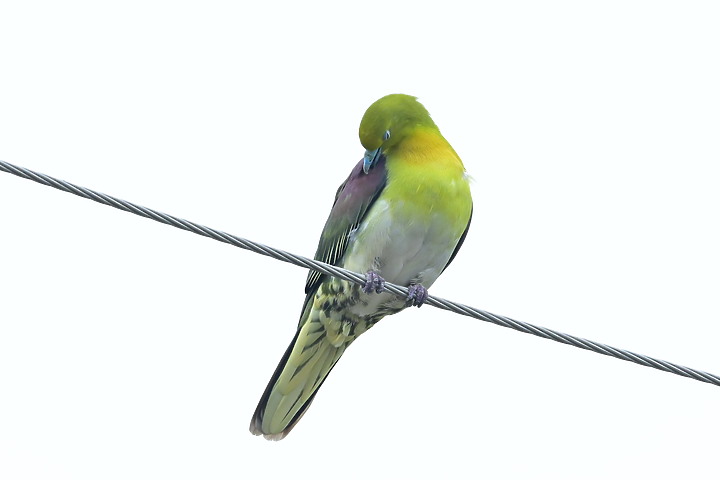 Z7II+Z6記錄到46隻(事實有50隻)綠鳩群聚