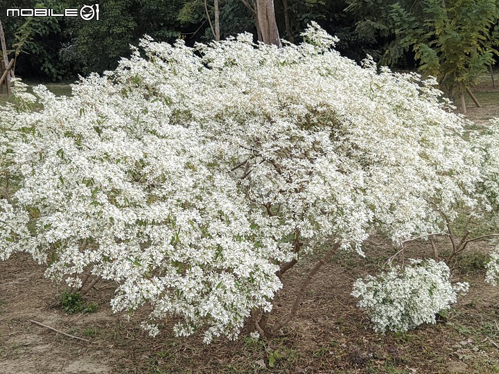 白雪木+紫花霍香薊 台南市山上區水道博物館 12/17