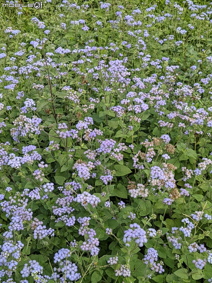 白雪木+紫花霍香薊 台南市山上區水道博物館 12/17