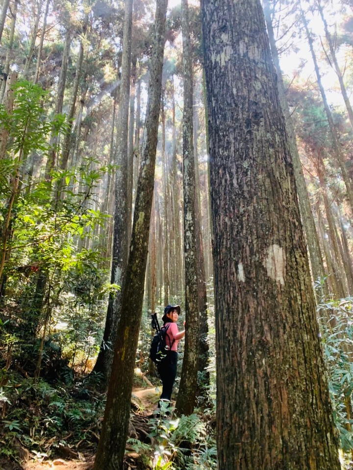 苗栗南庄|向天湖山O形縱走,蓊鬱的柳杉林,優美林相讓人著迷