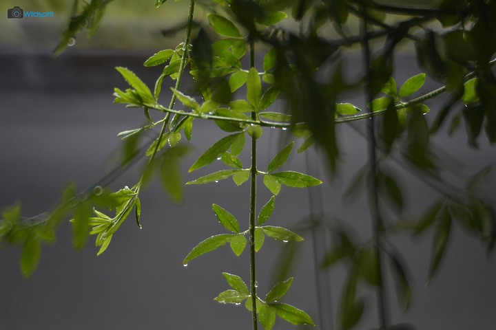 40年罕見具有光圈的反射鏡【OHNAR 300mm F5.6-16 Reflex Mirror】