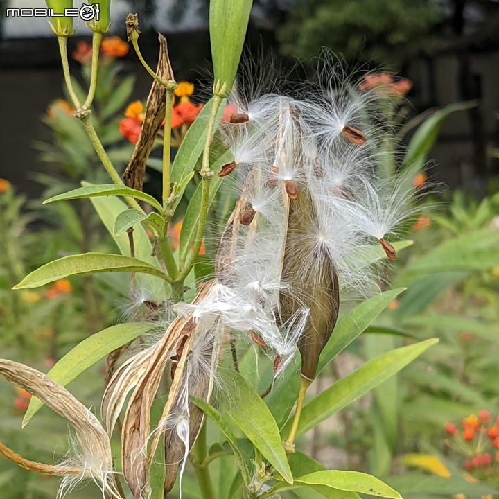 馬利筋 台南市佳里區蕭壠文化園區 12/25