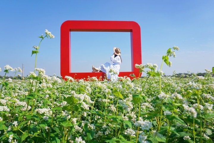 全台唯一的蕎麥花田綻放囉!來二林搶拍「雪白花海」