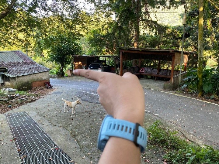 苗栗南庄|向天湖山O形縱走,蓊鬱的柳杉林,優美林相讓人著迷