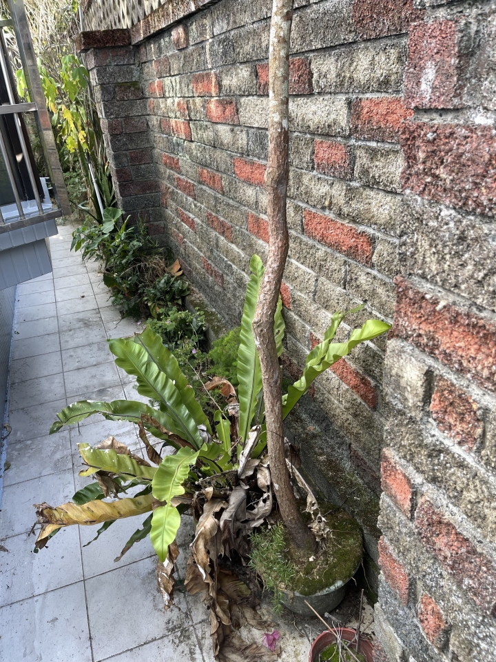 <桃園>贈送盆栽