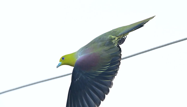 Z7II+Z6記錄到46隻(事實有50隻)綠鳩群聚
