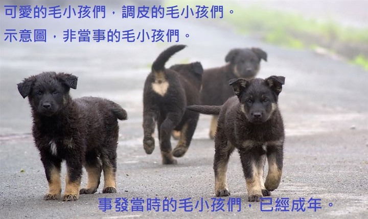 總覺得過意不去, 對不起, 我無心輾壓...