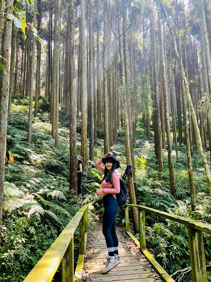 苗栗南庄|向天湖山O形縱走,蓊鬱的柳杉林,優美林相讓人著迷