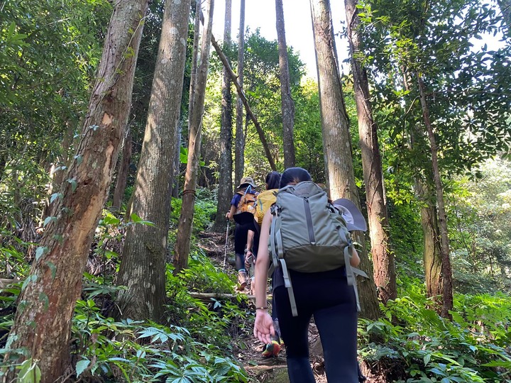 苗栗南庄|向天湖山O形縱走,蓊鬱的柳杉林,優美林相讓人著迷