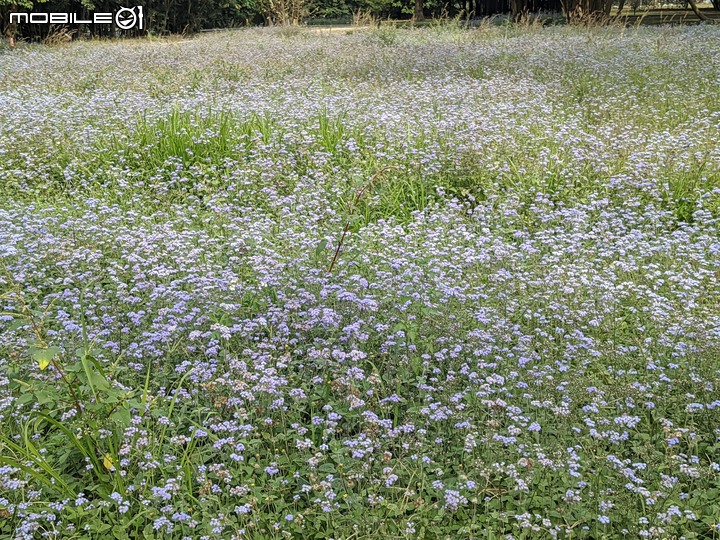 白雪木+紫花霍香薊 台南市山上區水道博物館 12/17