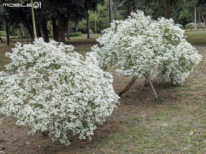 白雪木+紫花霍香薊 台南市山上區水道博物館 12/17