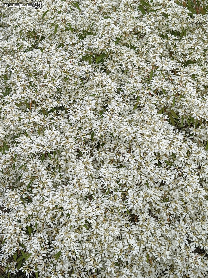 白雪木+紫花霍香薊 台南市山上區水道博物館 12/17