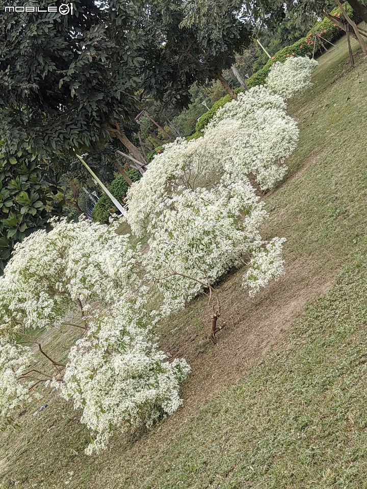 白雪木+紫花霍香薊 台南市山上區水道博物館 12/17