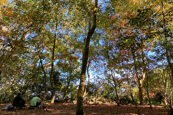 苗栗泰安｜馬那邦山登山步道｜漫步楓紅古戰場．遠眺深藍聖稜線