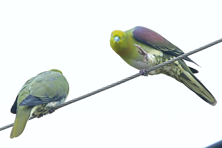 Z7II+Z6記錄到46隻(事實有50隻)綠鳩群聚