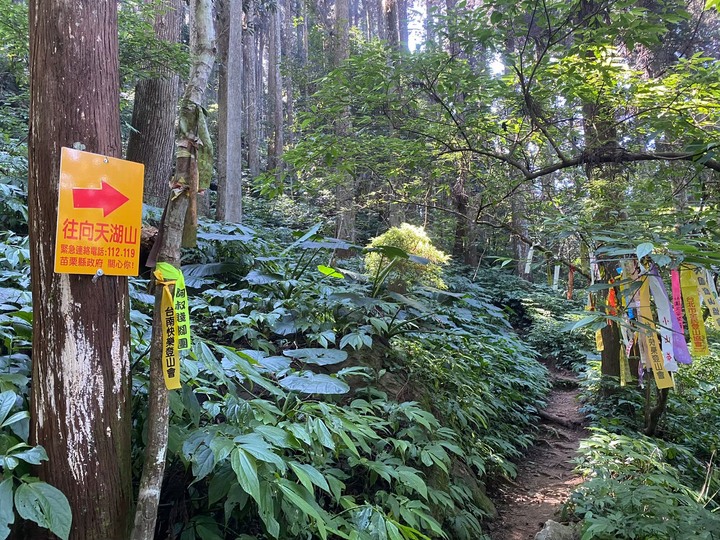 苗栗南庄|向天湖山O形縱走,蓊鬱的柳杉林,優美林相讓人著迷