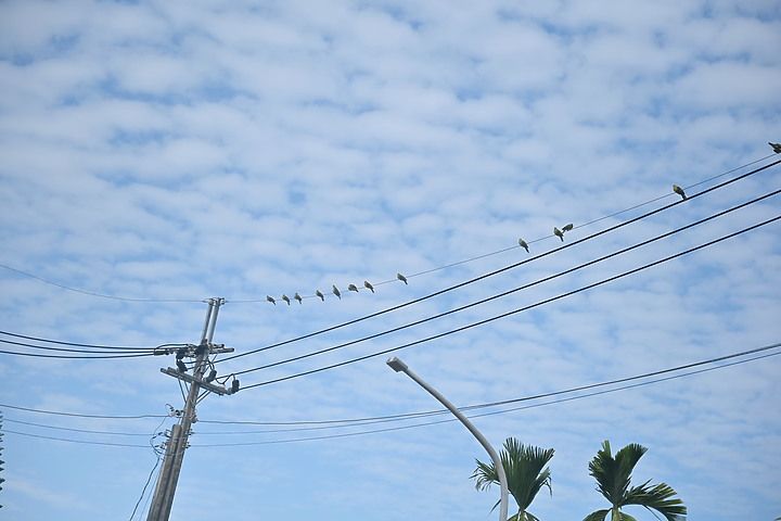 Z7II+Z6記錄到46隻(事實有50隻)綠鳩群聚