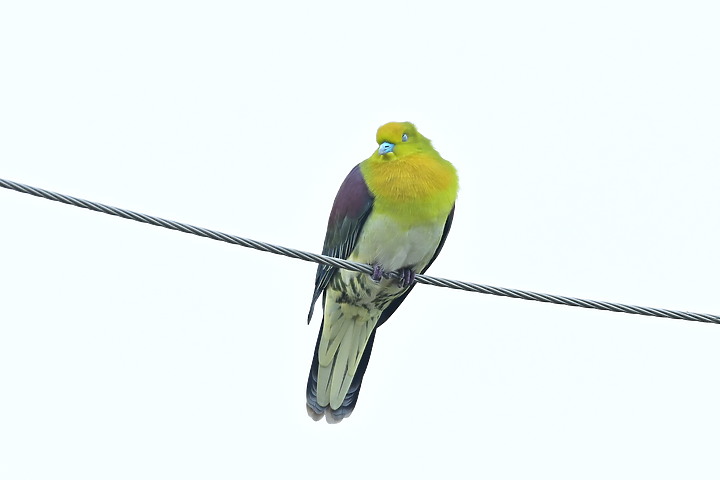 Z7II+Z6記錄到46隻(事實有50隻)綠鳩群聚