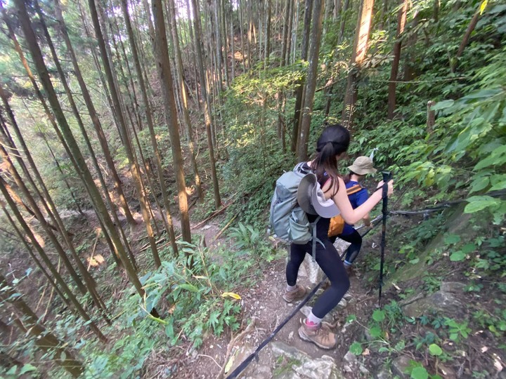 苗栗南庄|向天湖山O形縱走,蓊鬱的柳杉林,優美林相讓人著迷
