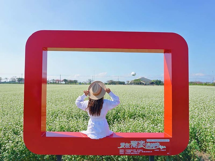 全台唯一的蕎麥花田綻放囉!來二林搶拍「雪白花海」