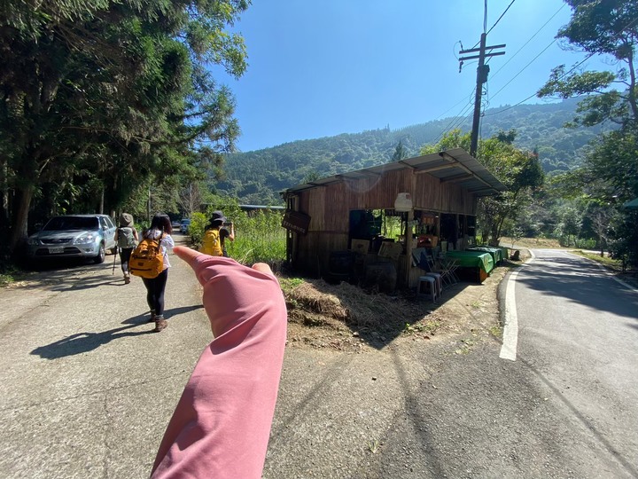 苗栗南庄|向天湖山O形縱走,蓊鬱的柳杉林,優美林相讓人著迷