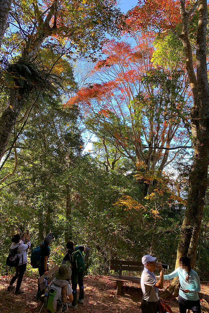 苗栗泰安｜馬那邦山登山步道｜漫步楓紅古戰場．遠眺深藍聖稜線