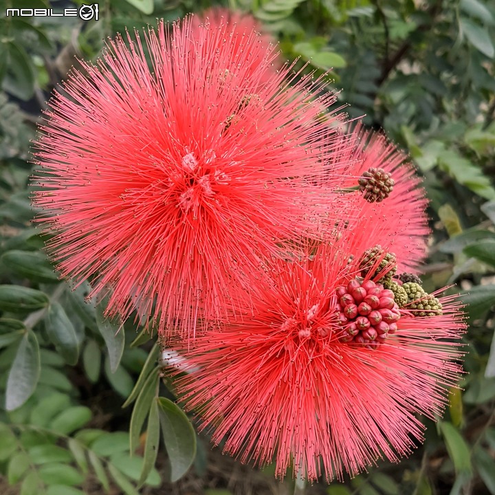 美洲合歡(紅絨球) 台南市柳營區太康綠色隧道 12/18