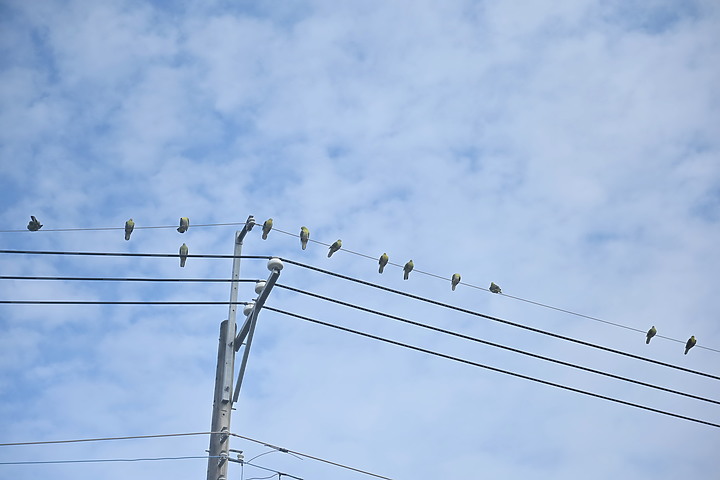 Z7II+Z6記錄到46隻(事實有50隻)綠鳩群聚